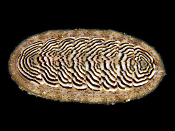 Ischnochiton boninensis