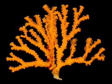 Melithaea flabellifera